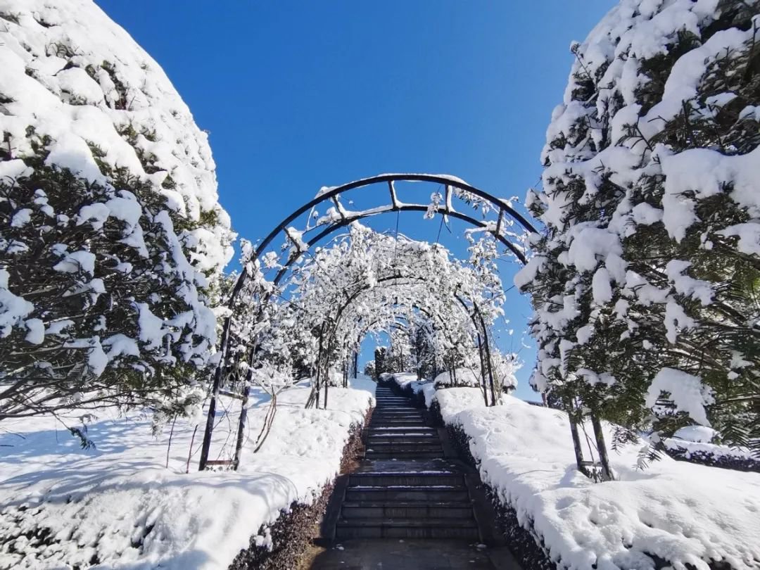 雪落玉龙，三冬含暖。