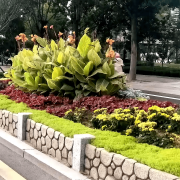 无机仿真石花箱：以永恒之名，塑将来之境